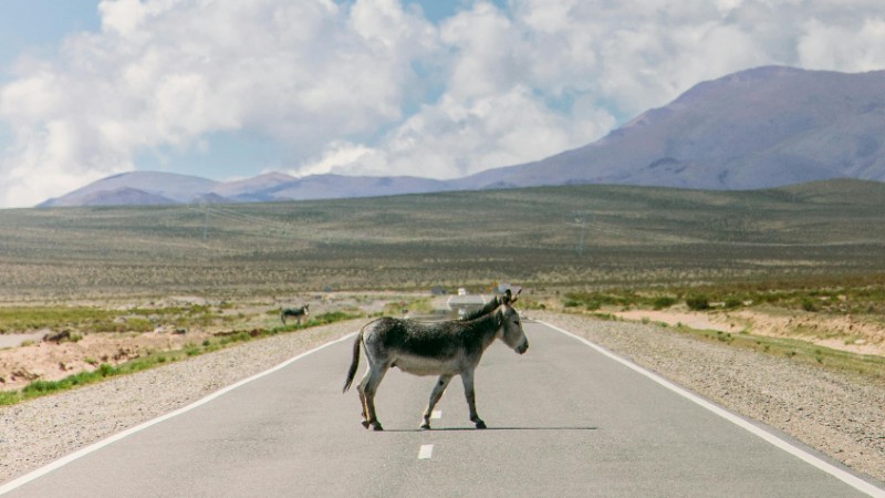 What are money mules?