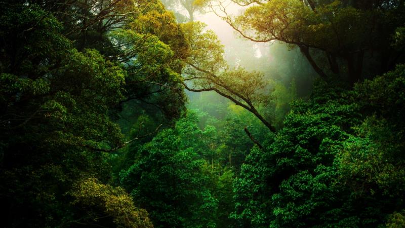 GIST Impact partners with Global Canopy to help financial institutions assess deforestation risk