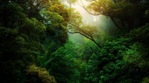 GIST Impact partners with Global Canopy to help financial institutions assess deforestation risk