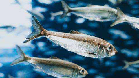 Sardine raises $70m for AI fraud platform
